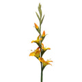 Clayre & Eef Deko-Blütenzweig 92 cm Orange – Frühlingsast (5PL0330O)