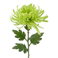 Clayre & Eef Deko-Blütenzweig 76 cm Grün – Botanischer Ast (5PL0335GR)