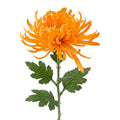 Clayre & Eef Deko-Blütenzweig 76 cm Orange – Landhaus-Ast (5PL0335O)