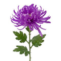 Clayre & Eef Deko-Blütenzweig 76 cm Violett / Lila – Landhaus-Ast (5PL0335PA)