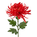 Clayre & Eef Deko-Blütenzweig 76 cm Rot – Landhaus-Ast (5PL0335R)